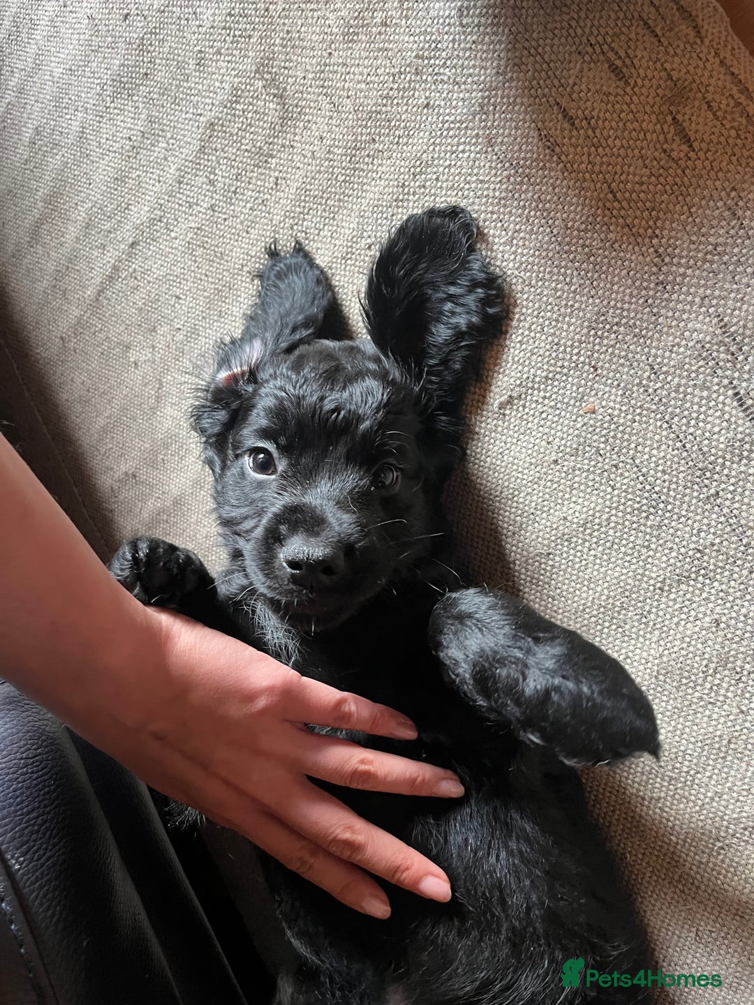 Cockapoo dogs for sale: *READY NOW* F1b Cockapoo Puppies  in Stockton-on-Tees - Image 2
