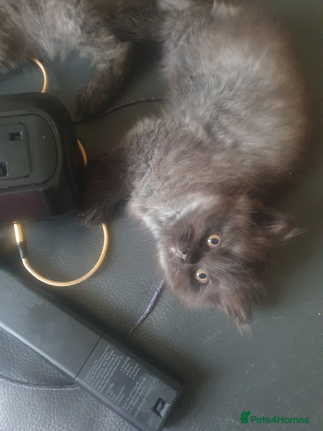 Mixed Breed cats for sale: Beautiful male kitten  - Image 5