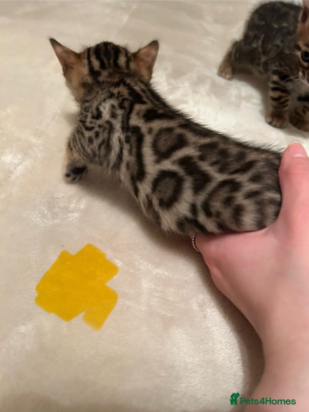 Bengal cats for sale: ❤️ Stunning Bengal Kittens for Reservation ❤️ - Advert 26