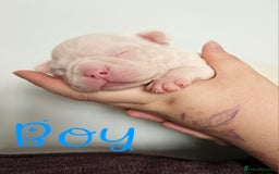 Mixed Breed dogs for sale: Last Beautiful Pink Frenchton Boy Pup Available  - Image 22