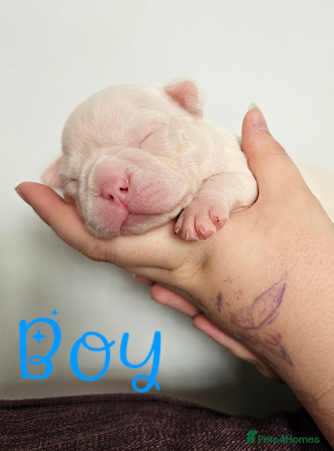 Mixed Breed dogs for sale: Last Beautiful Pink Frenchton Boy Pup Available  - Image 22