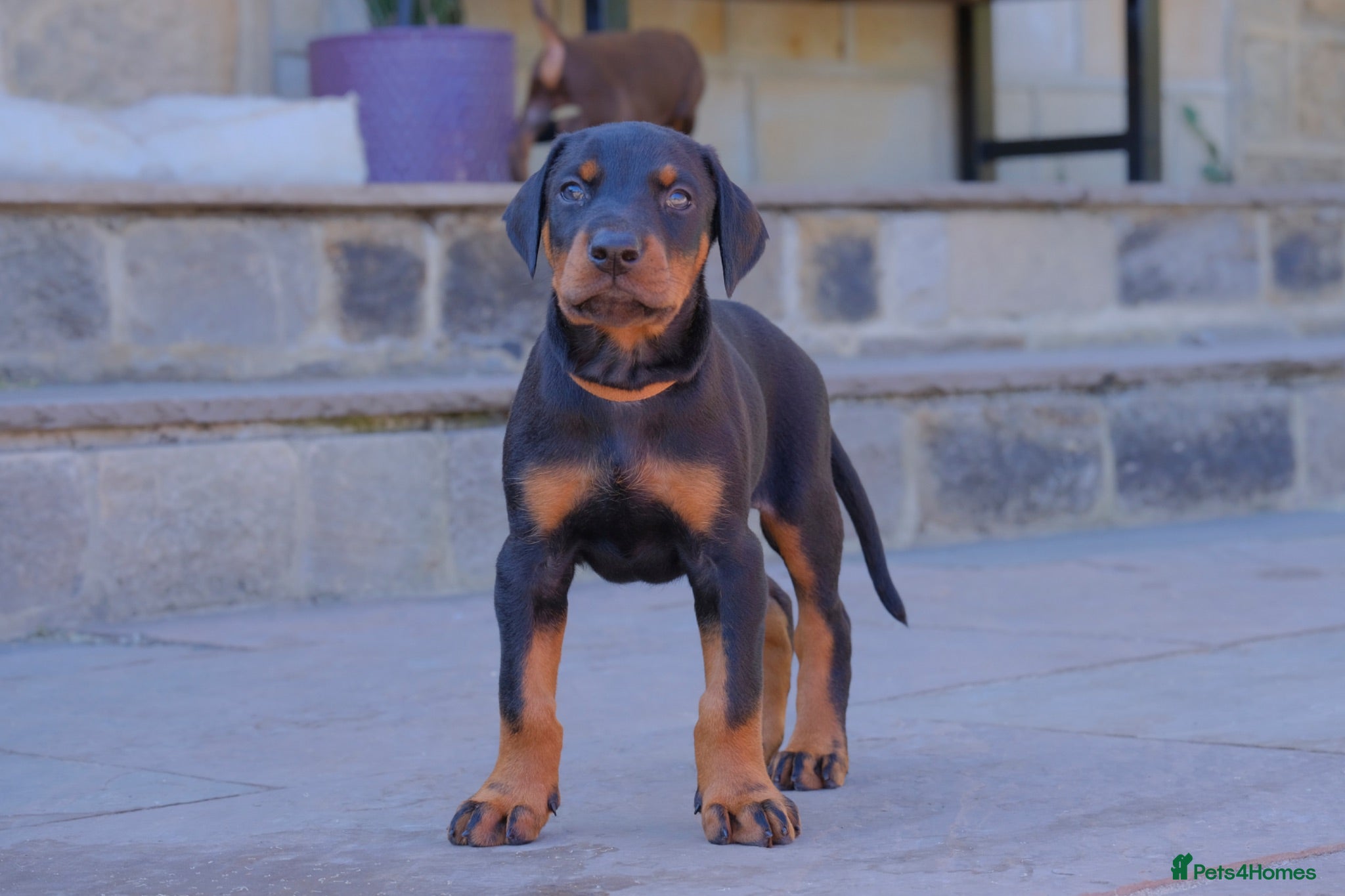 Dobermann dogs Outstanding KC Reg Aritaur Dobermann Pups  - Advert 1
