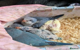 Parakeets birds for sale: Tamed hand reared baby Quaker parrots DNA tested  - Image 3