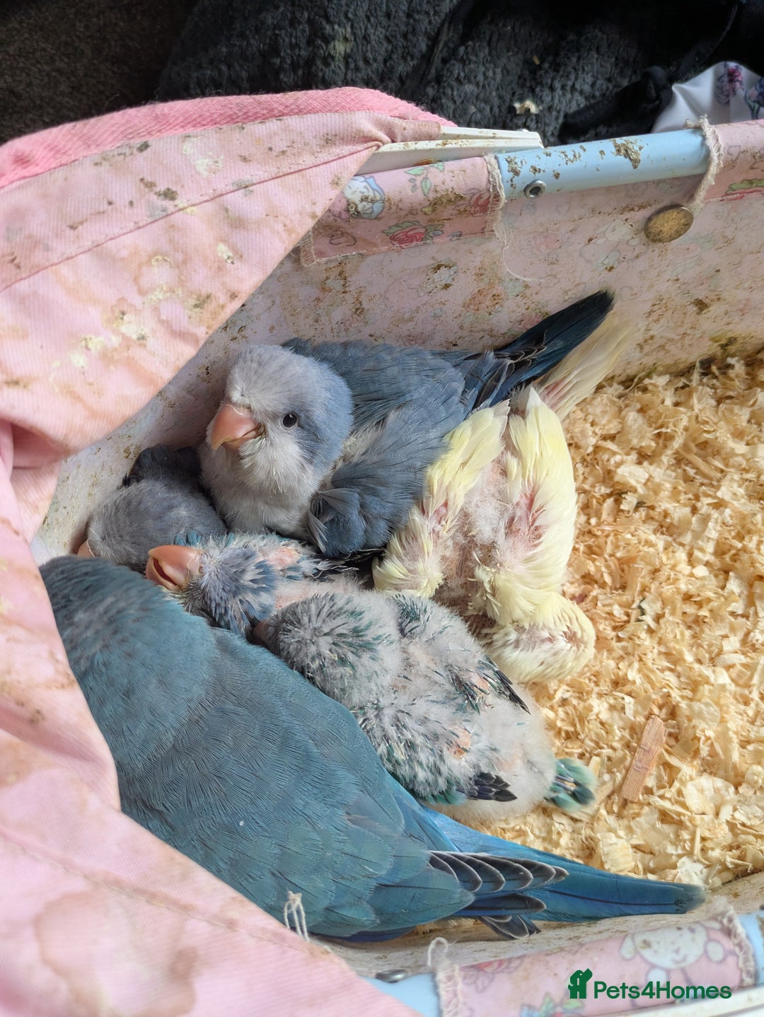 Parakeets birds for sale: Tamed hand reared baby Quaker parrots DNA tested  - Image 3