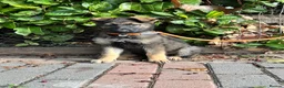 German Shepherd dogs for sale: GERMAN SHEPHERD PUPPIES 4 BOYS & 2 GIRLS - Advert 17