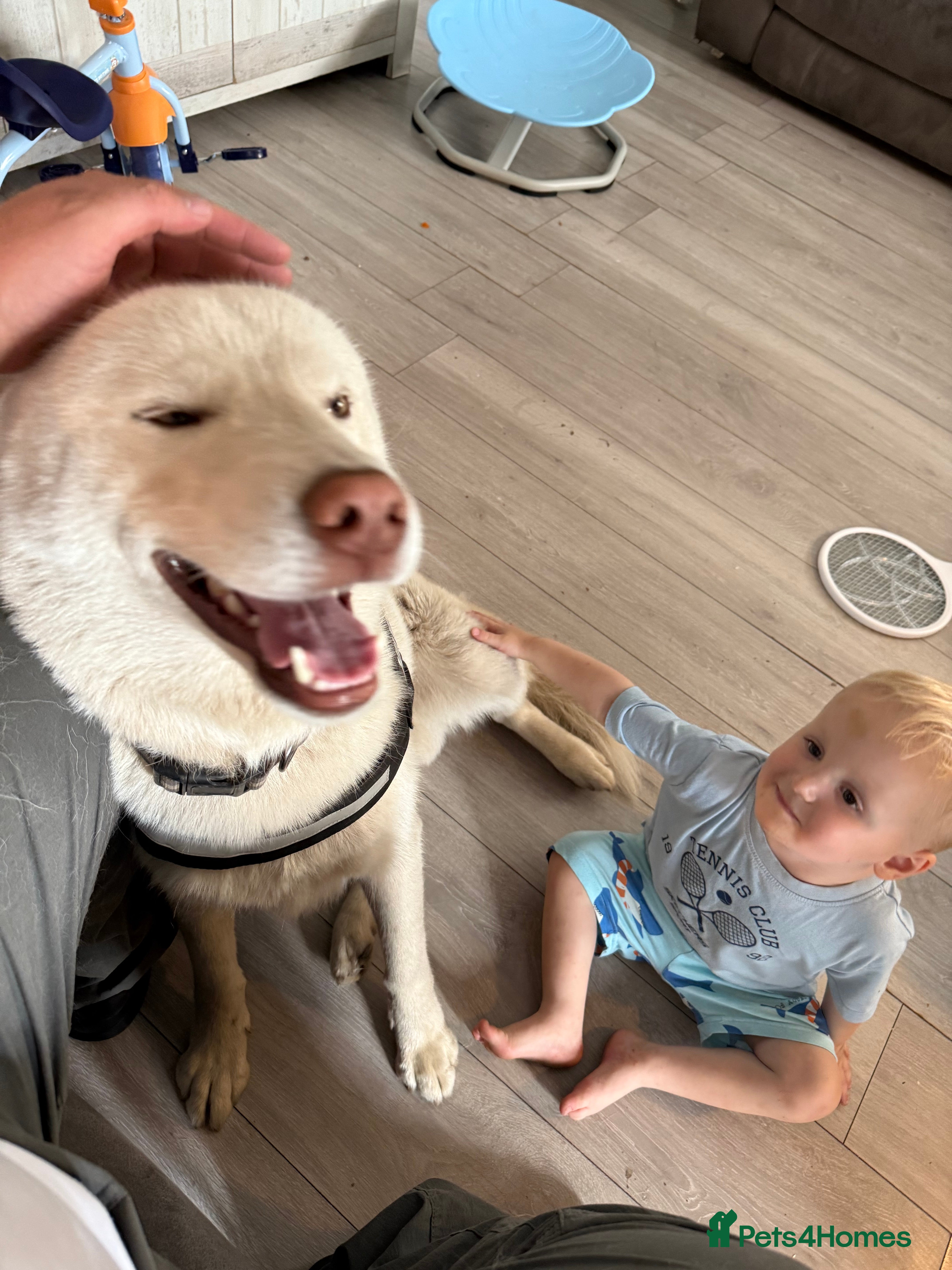 Siberian Husky dogs 1 boy 1 girl huskies - Advert 1