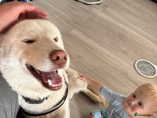 Siberian Husky dogs 1 boy 1 girl huskies - Advert 1