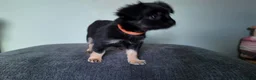 Chihuahua dogs for sale: Long haired chihuahua pups  in Rotherham - Advert 7