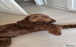 Cockapoo dogs for stud: F2 cockapoo Hugo for stud - Image 5