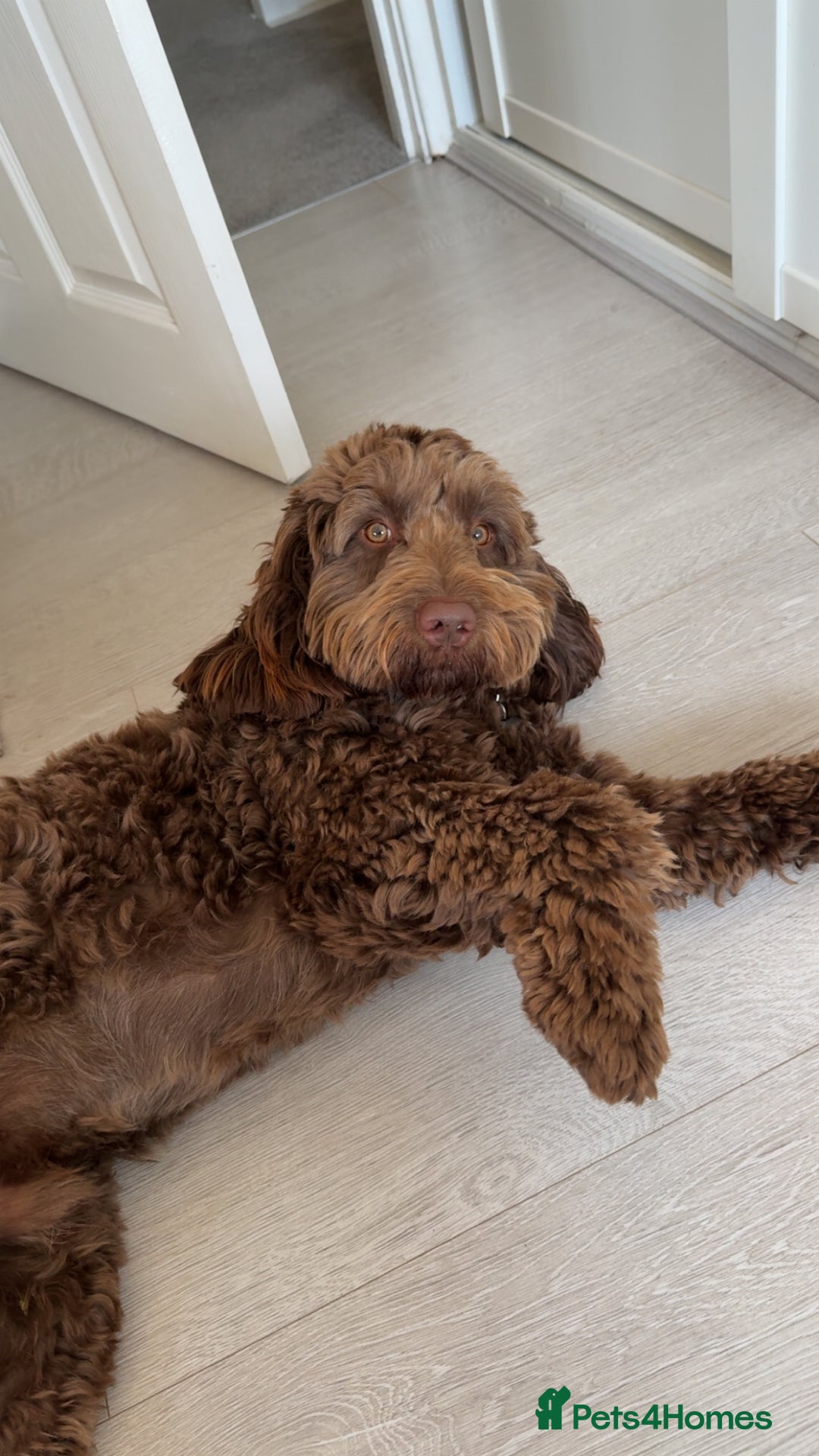 Cockapoo dogs for stud: F2 cockapoo Hugo for stud - Image 5
