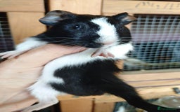 Guinea Pig rodents for sale: Baby males and females guinea pig  - Image 4