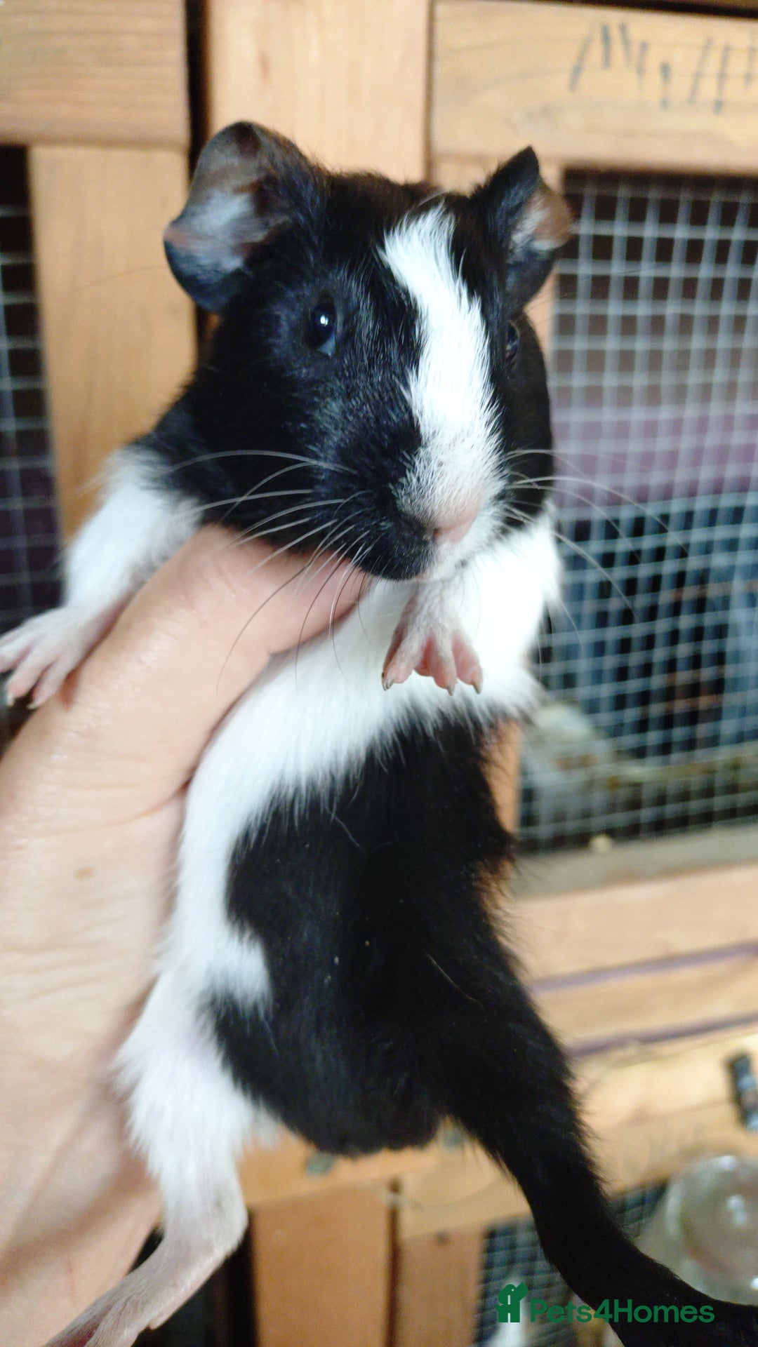 Guinea Pig rodents for sale: Baby males and females guinea pig  - Image 4