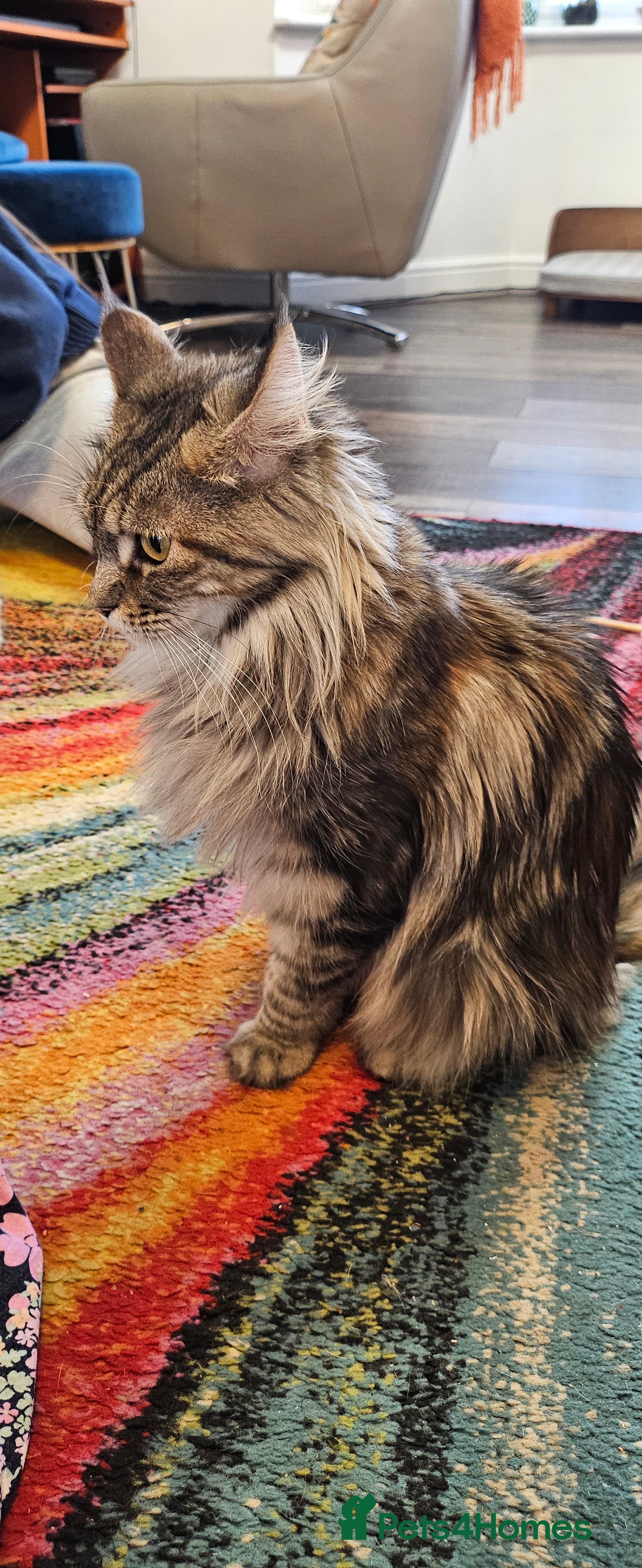 Maine Coon cats 3 Maine Coon kittens, 1 girl, 2 boys - Advert 2