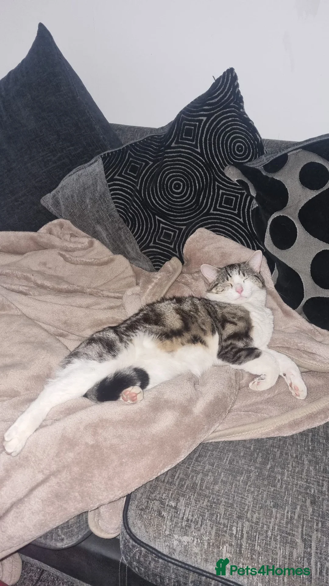 Mixed Breed cats for sale: 2 beautiful male cats in need for rehoming  in Dundee - Advert 2