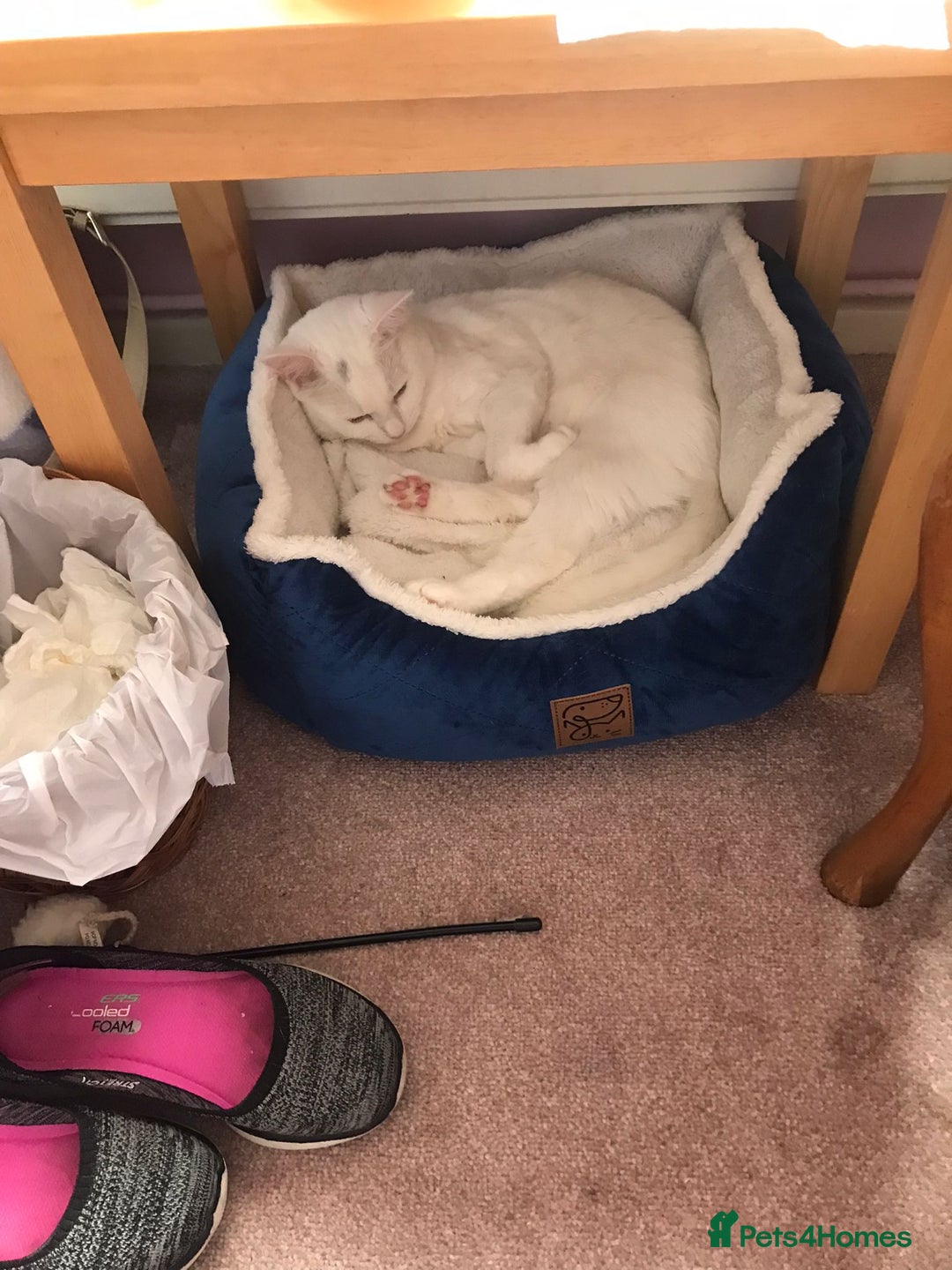Mixed Breed cats for sale: Free Neutered female free - Image 3