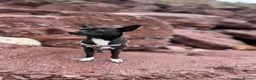 Chihuahua dogs for sale: Beautiful Chihuahua Pups - Last Puppy - Advert 29