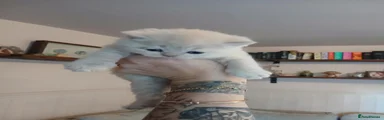 Marshmellow