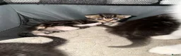 Domestic Shorthair cats for sale: Kittens - Advert 6