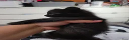 Mixed Breed cats for sale: Beautiful Fluffy Black Kittens in Uxbridge - Advert 15