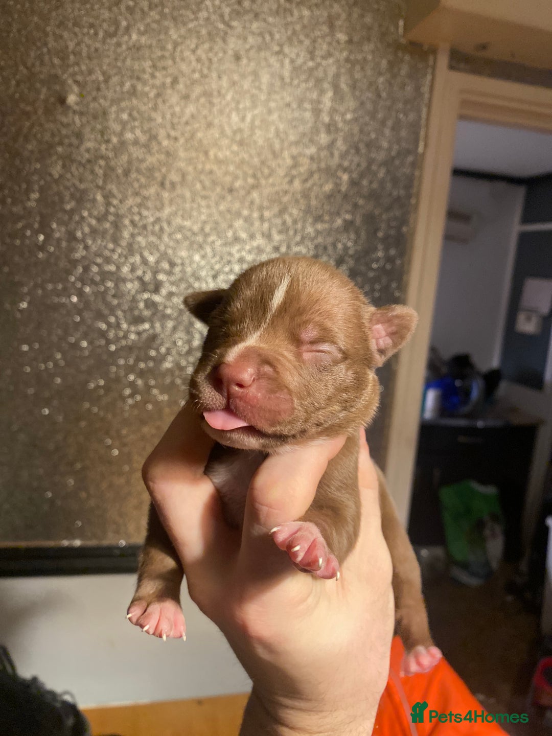 Mixed Breed dogs for sale: I have five pups for sale - Advert 10