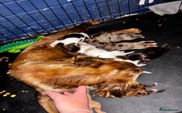 Cocker Spaniel dogs for sale: 🌟 cocker spaniel puppies 🌟 - Image 28