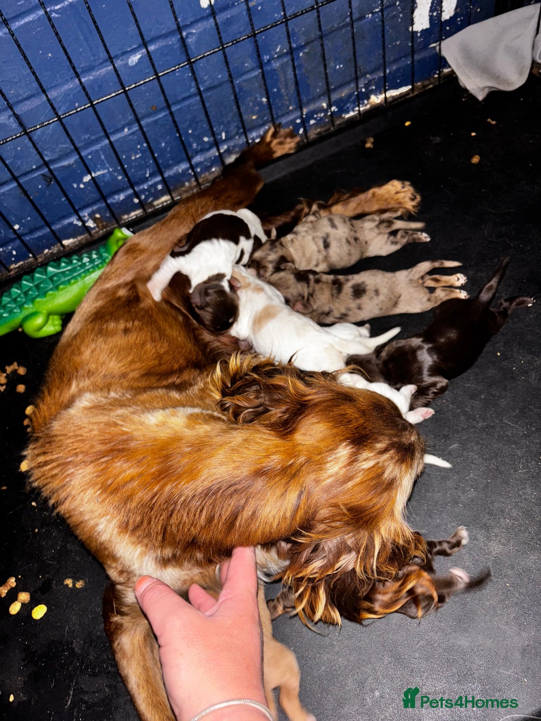 Cocker Spaniel dogs for sale: 🌟 cocker spaniel puppies 🌟 - Image 28