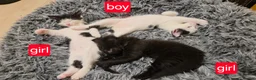 Mixed Breed cats for sale: 4 kittens  in London - Advert 8