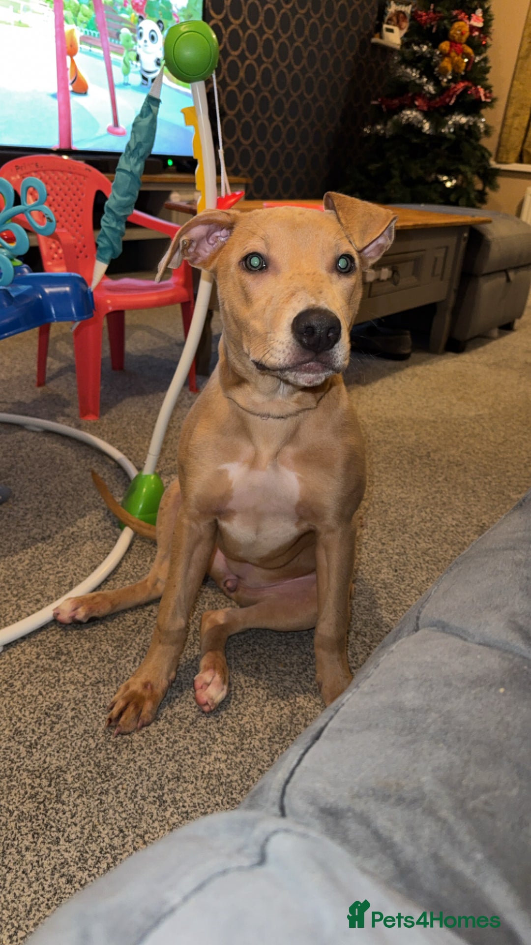 Mixed Breed dogs for sale: Betsy  - Advert 1