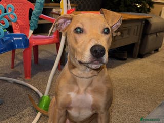 Mixed Breed dogs Betsy - Advert 1