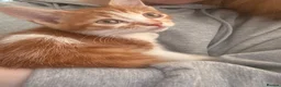 Mixed Breed cats for sale: Beautiful half bengal kittens  - Advert 3