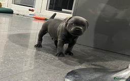 Staffordshire Bull Terrier dogs for sale: Staffordshire Bull Terrier pups - Image 14