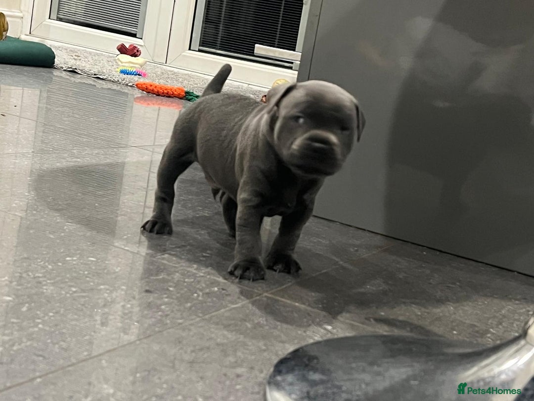 Staffordshire Bull Terrier dogs for sale: Staffordshire Bull Terrier pups - Image 14