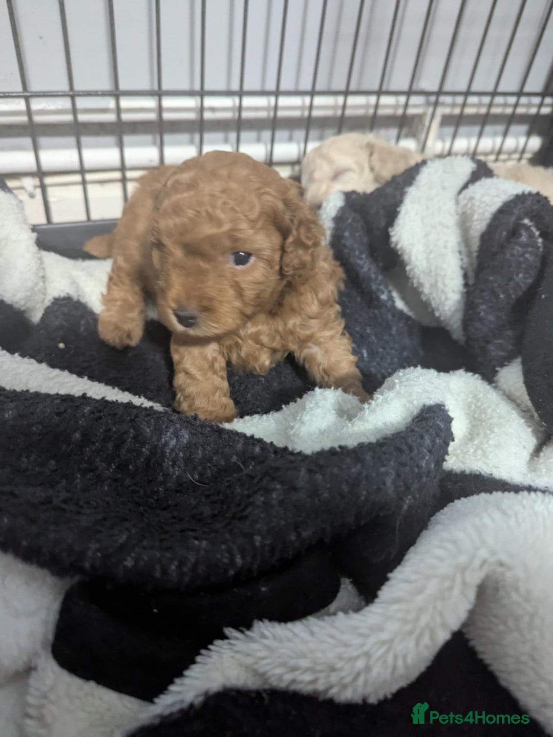 Poochon dogs for sale: Two gorgeous Poochon puppies - Image 2