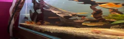 Angelfish fish for sale: Full set up fish tank fluval visi 202 l  in Worksop - Advert 13