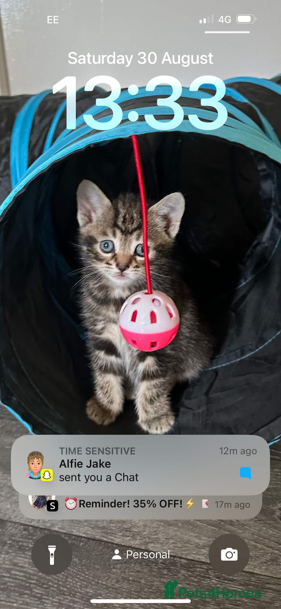 Bengal cats for sale: Beautiful part bred bengal kittens  - Image 2