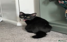 British Shorthair cats for sale: Adorable Cat Duo Looking for a Loving Home - Image 9