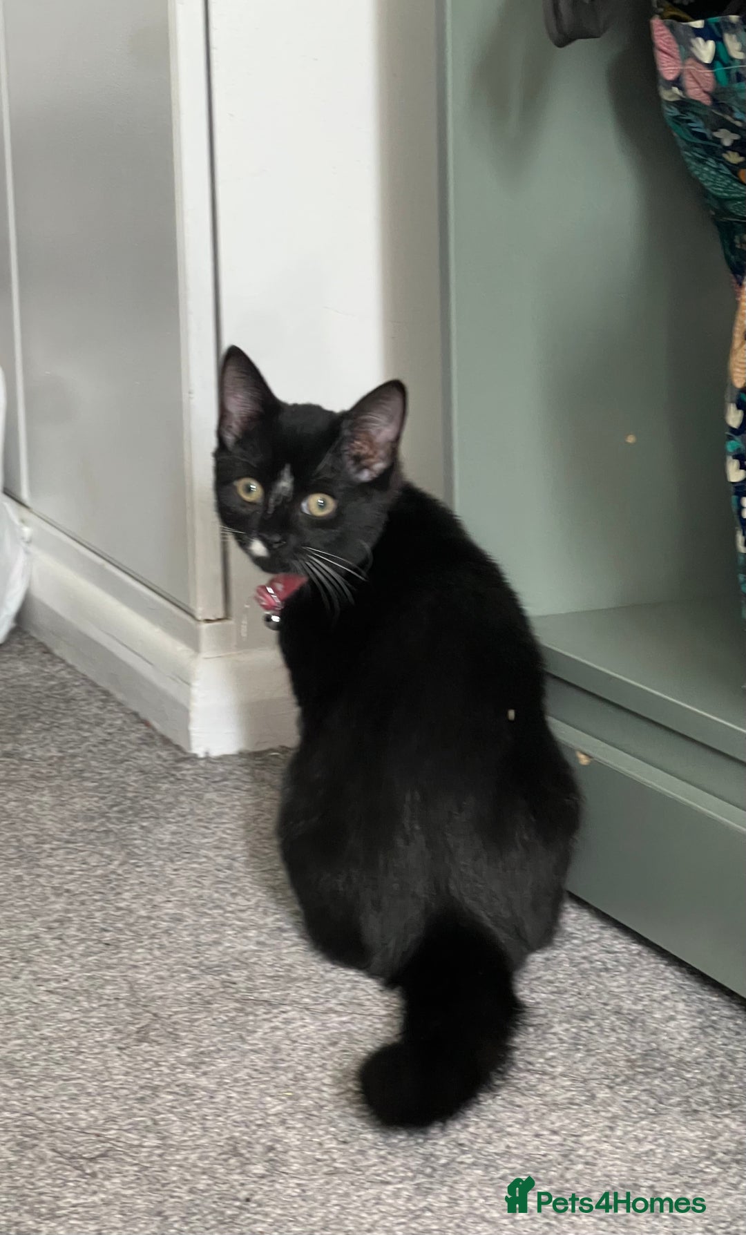 British Shorthair cats for sale: Adorable Cat Duo Looking for a Loving Home - Image 9