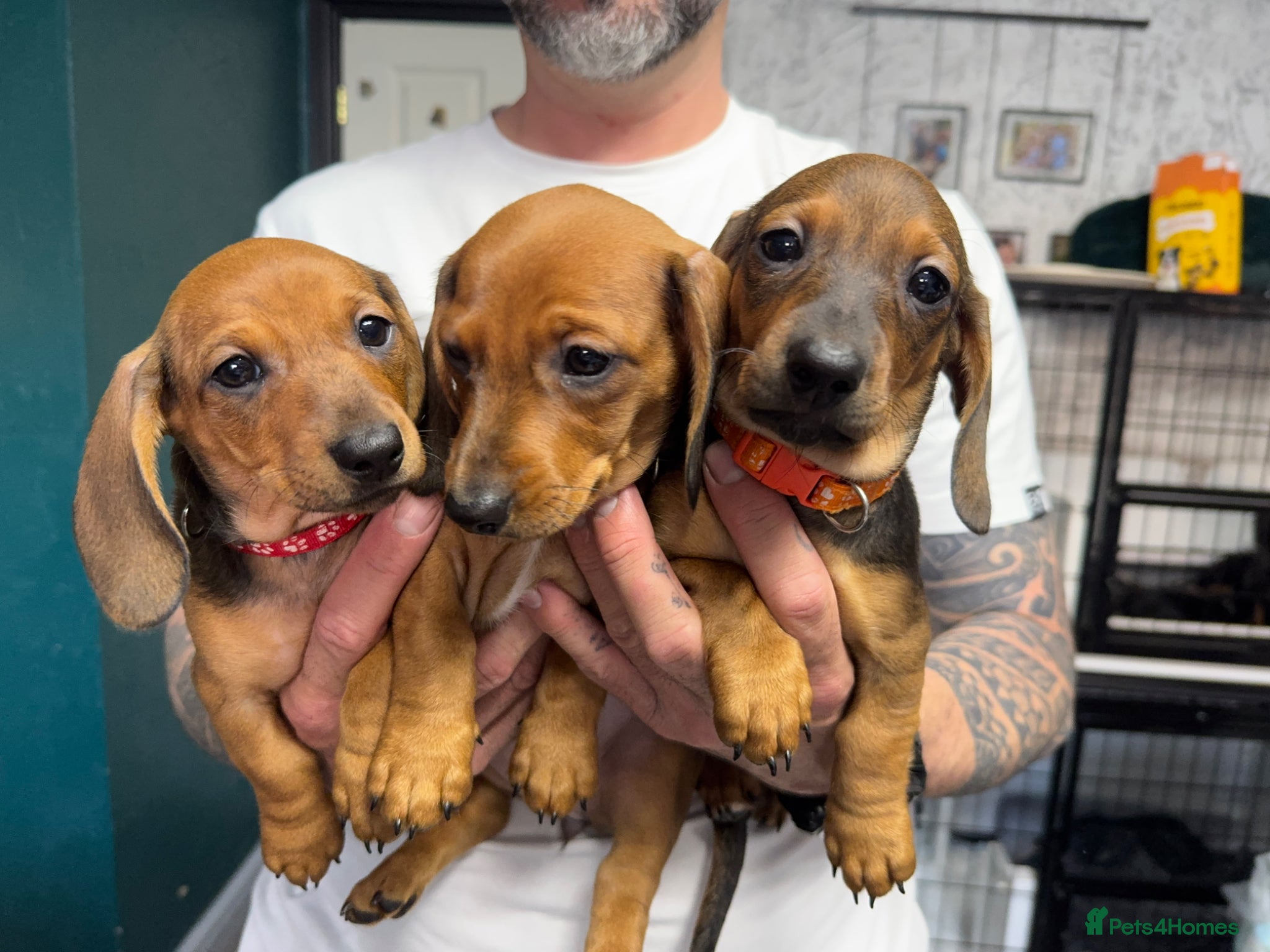 Dachshund dogs Ready now!3 adorable red standard dachshund girls  - Advert 1