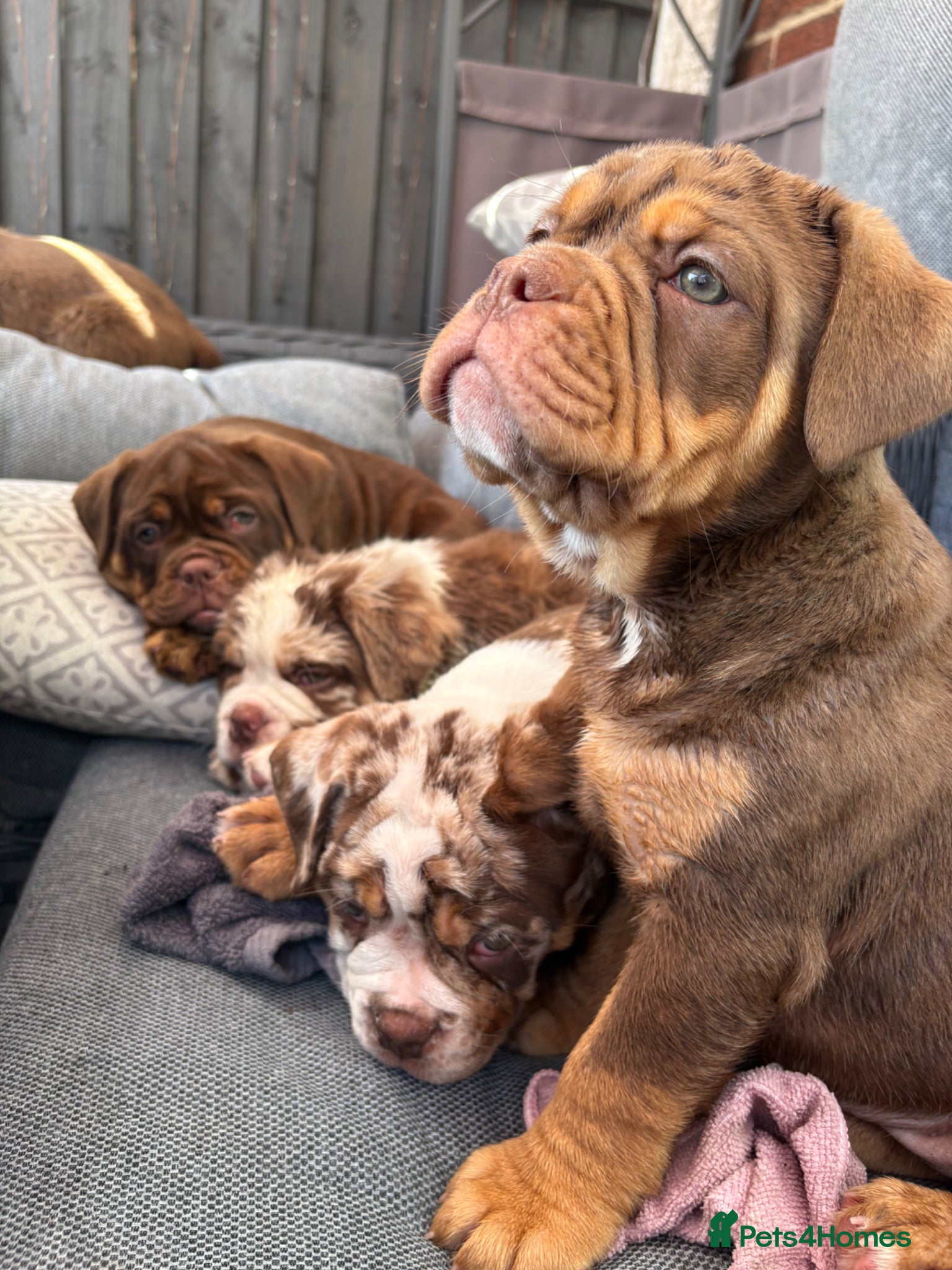 Olde English Bulldogge dogs 4 beautiful pups ready now  - Advert 6