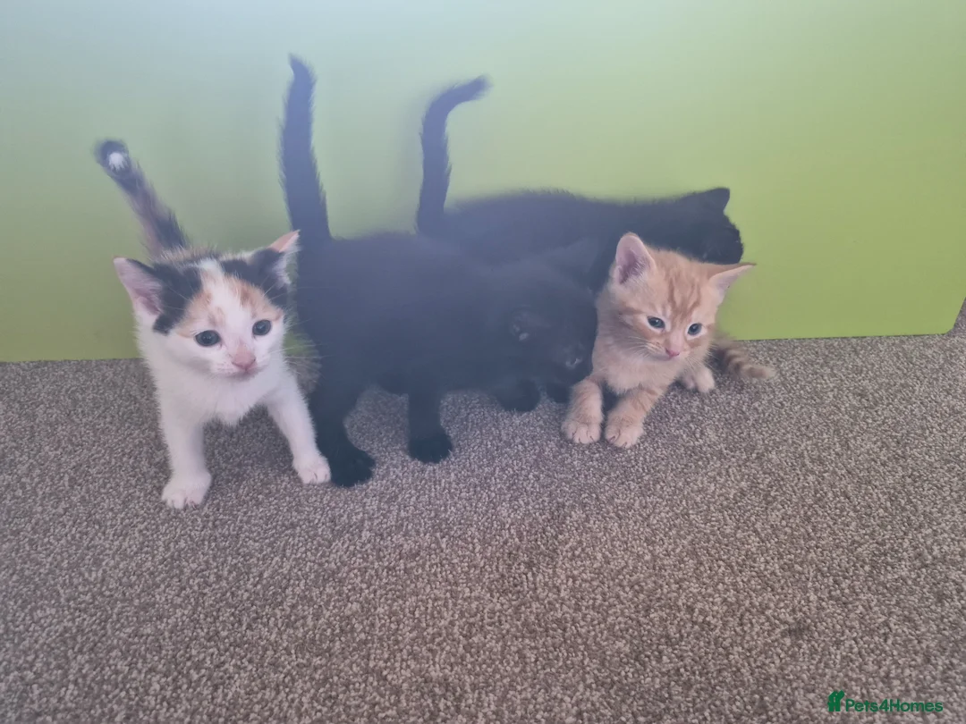 Mixed Breed cats for sale: 3 Female kittens available in Emsworth - Advert 5