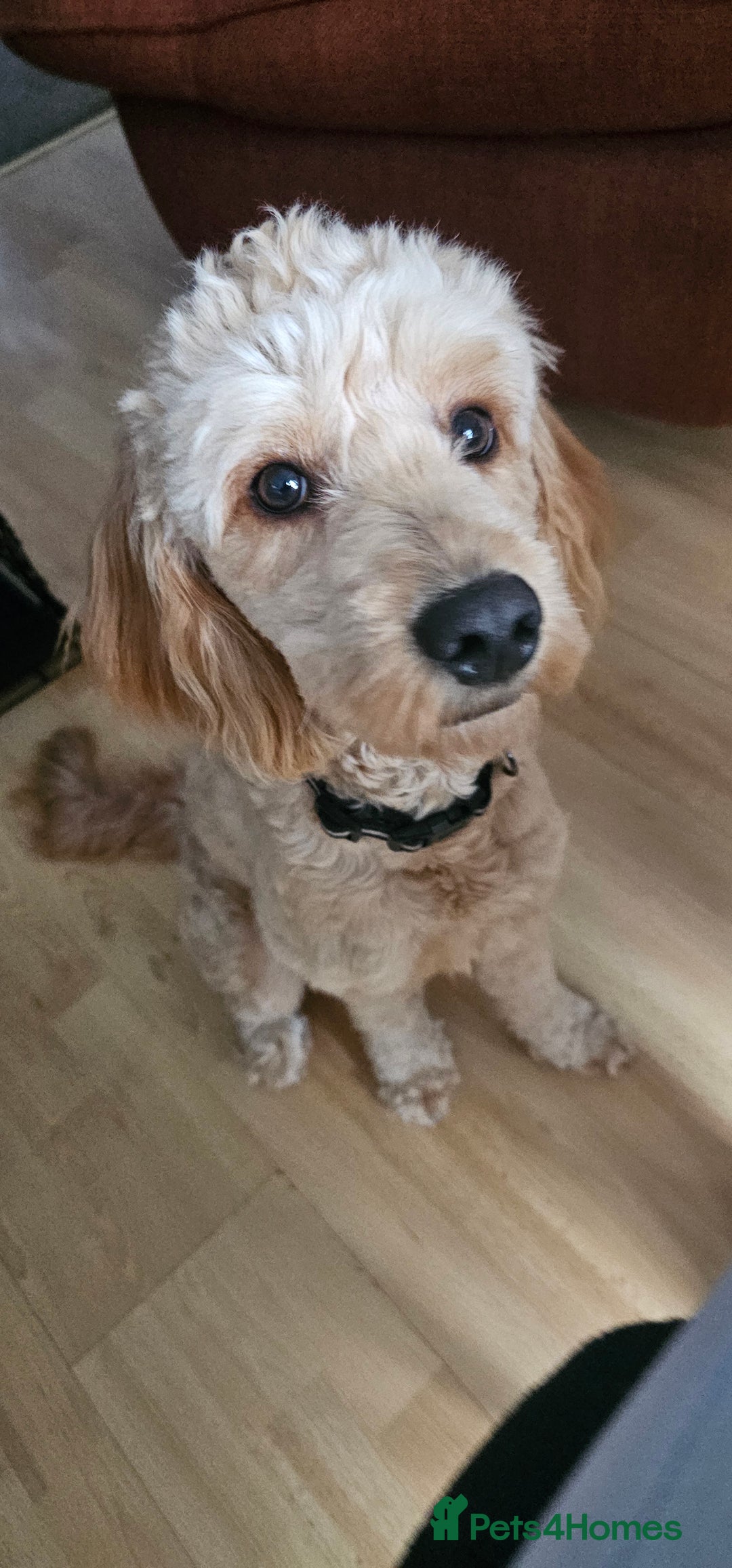 Cockapoo dogs for sale: Cockapoo Needs New Home - Image 2
