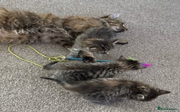 Mixed Breed cats for sale: 4 beautiful tabby kittens for sale  - Image 16