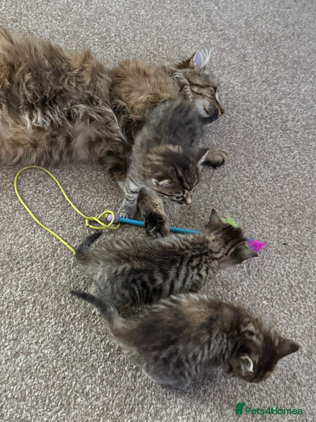 Mixed Breed cats for sale: 4 beautiful tabby kittens for sale  - Image 16