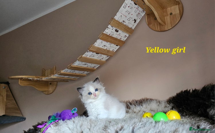 Ragdoll cats - Advert 7