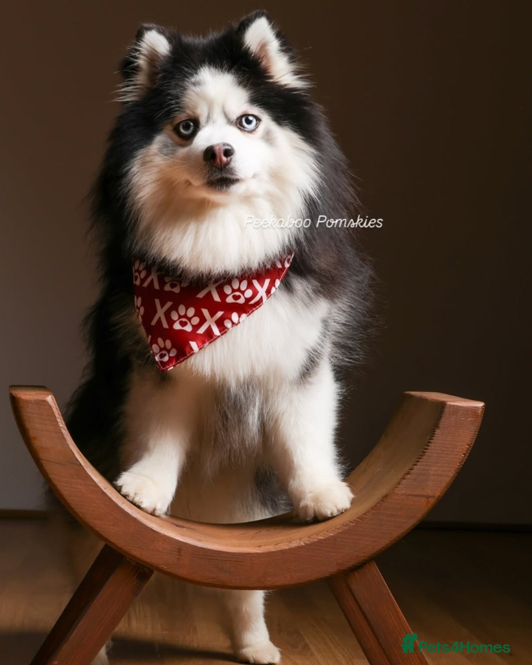 Pomsky dogs for sale: MINI Pomsky puppies - Advert 4