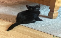 Domestic Shorthair cats for sale: Short haired domestic kittens 1 boy 1 girl in Huntingdon - Image 2