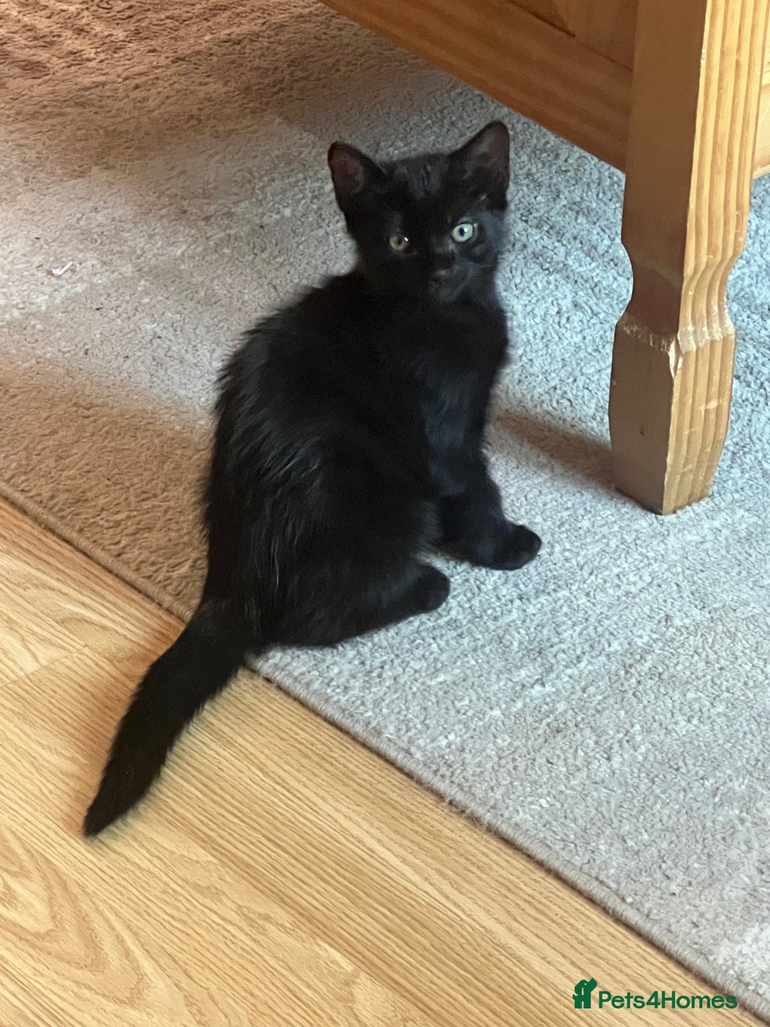 Domestic Shorthair cats for sale: Short haired domestic kittens 1 boy 1 girl in Huntingdon - Image 2