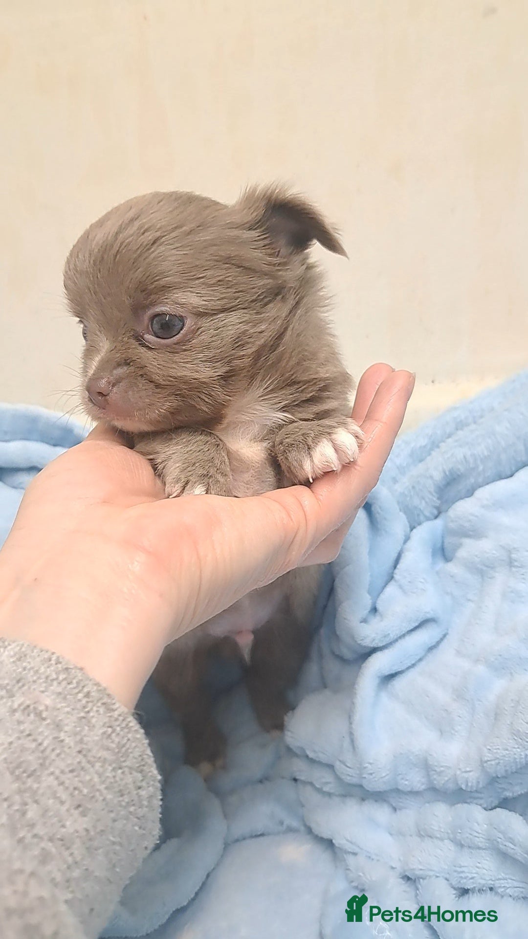 Chihuahua dogs One long coat chihuahua male now available - Advert 3