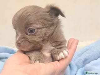 Chihuahua dogs One long coat chihuahua male now available - Advert 3