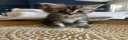 Ragdoll cats for sale: Beautiful Maine Coon × Ragdoll Kittens  - Advert 1